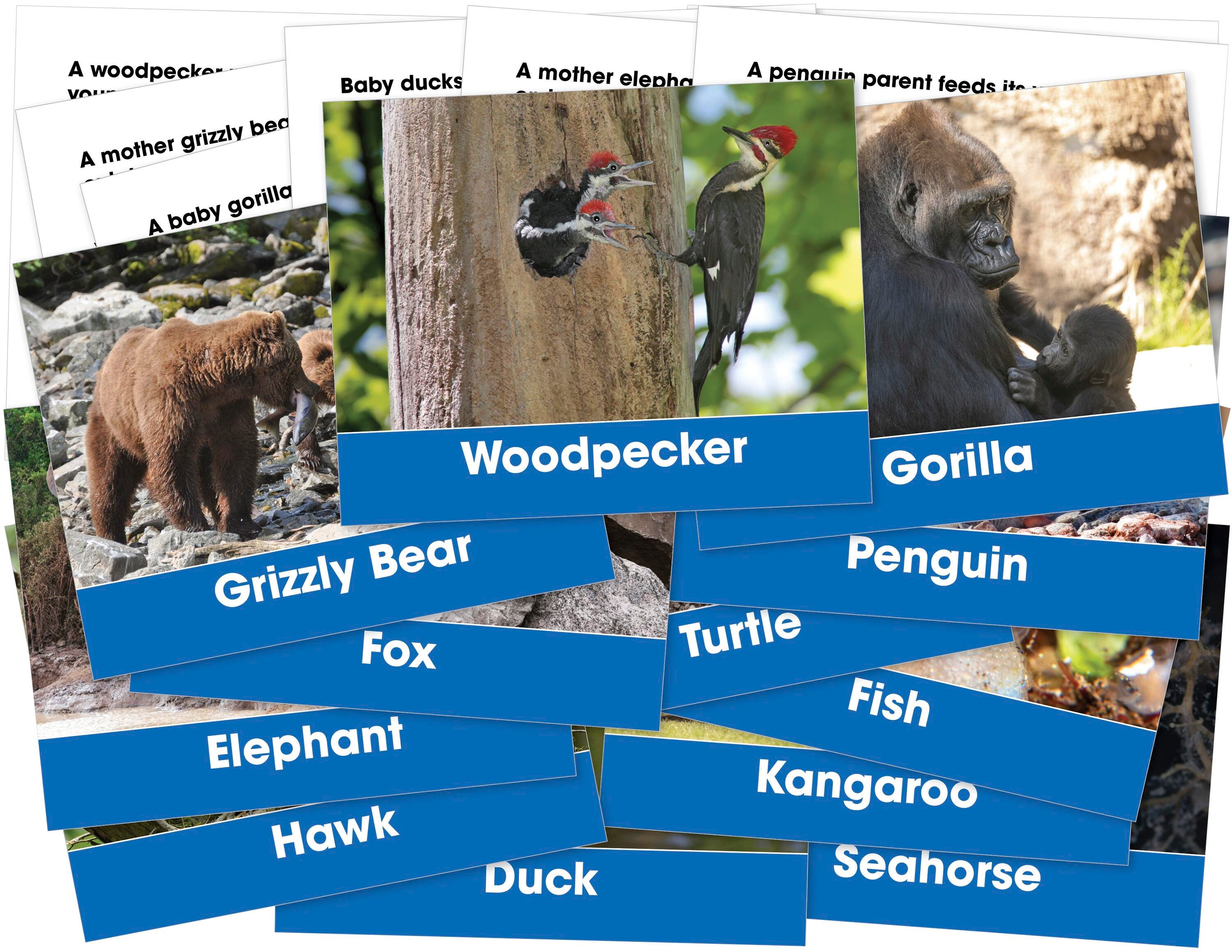 FOSS Animals and their Young Cards, Set of 6 2141788